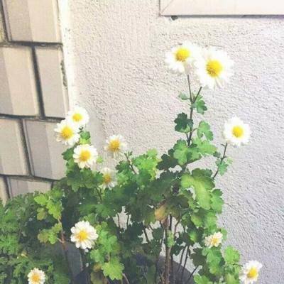 九游命运冠位指定手游下载